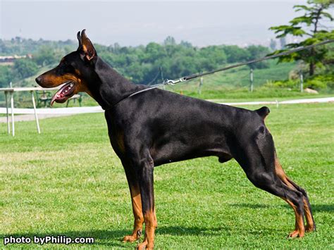 Ginga House Dobermann Kennel .